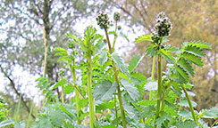 Wiesenknopf