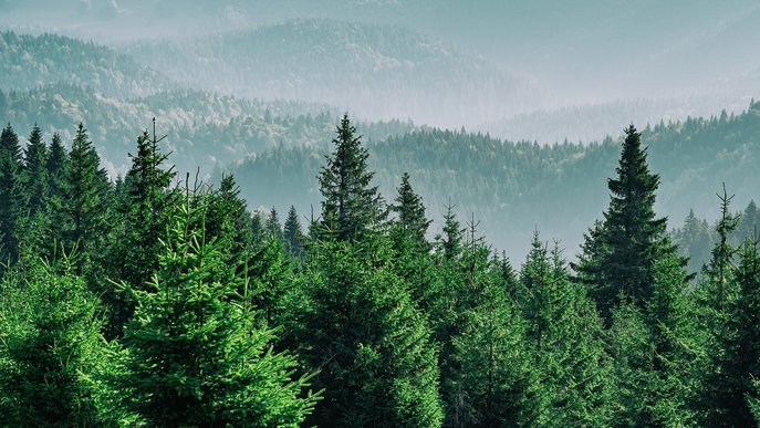 Ein dichter Wald aus Tannen, umgeben von Bergen, vermittelt den Fokus auf Umweltschutz.