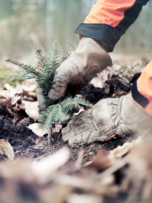 Hände in Handschuhen pflanzen einen kleinen Baumsetzling im Waldboden, symbolisieren Baumpflanzinitiative für Neukunden mit HessenForst.