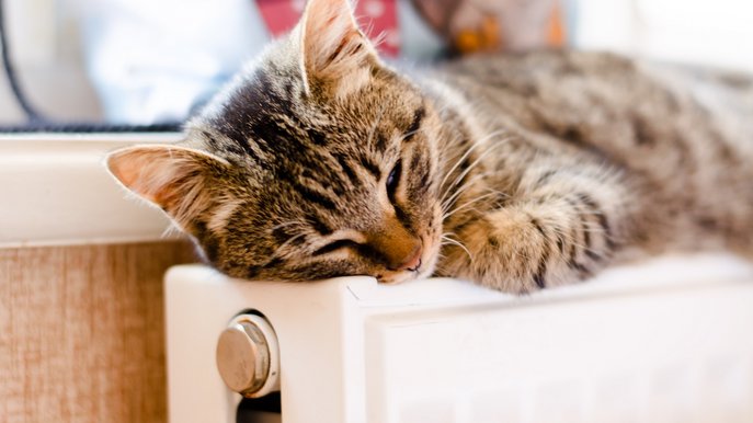 Grafik zeigt eine dösende Katze auf einer Heizung – Thema: Austausch veralteter Ölheizungen für mehr Effizienz und Klimaschutz.