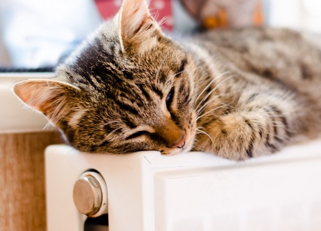 Grafik zeigt eine dösende Katze auf einer Heizung – Thema: Austausch veralteter Ölheizungen für mehr Effizienz und Klimaschutz.