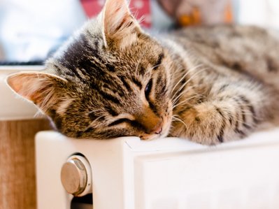 Grafik zeigt eine dösende Katze auf einer Heizung – Thema: Austausch veralteter Ölheizungen für mehr Effizienz und Klimaschutz.