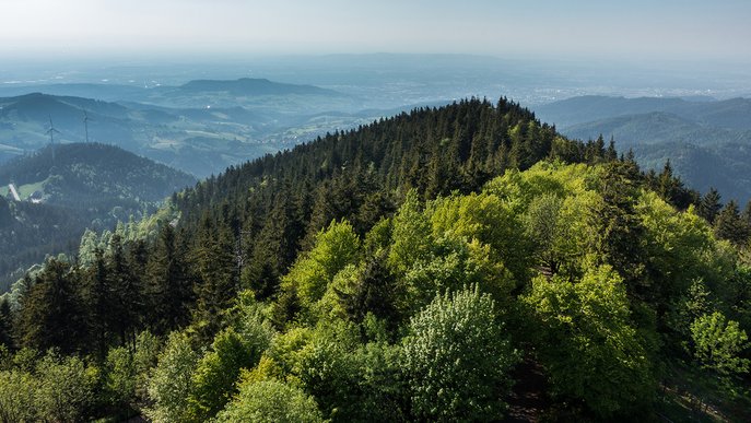 Waldlandschaft mit verschiedenen Baumarten zeigt das Engagement für klimaresistente Aufforstung bei Vertragsabschluss mit der Baumpflanzgarantie.