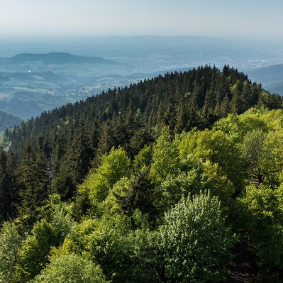 Waldlandschaft mit verschiedenen Baumarten zeigt das Engagement für klimaresistente Aufforstung bei Vertragsabschluss mit der Baumpflanzgarantie.