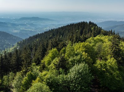 Waldlandschaft mit verschiedenen Baumarten zeigt das Engagement für klimaresistente Aufforstung bei Vertragsabschluss mit der Baumpflanzgarantie.