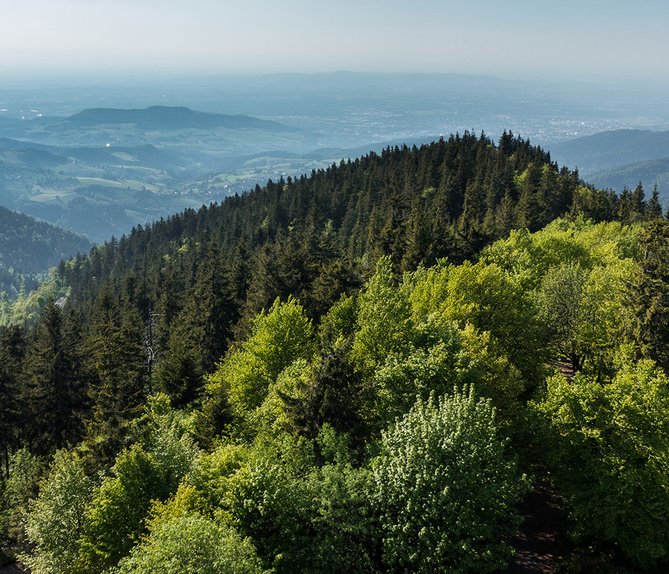 Waldlandschaft mit verschiedenen Baumarten zeigt das Engagement für klimaresistente Aufforstung bei Vertragsabschluss mit der Baumpflanzgarantie.