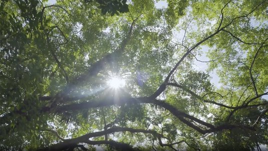 ENTEGA Baumpflanzgarantie im Video, Sonnenlicht strahlt durch blühende Baumkronen.