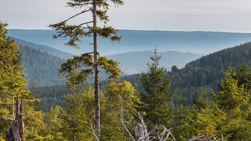 Blick auf einen dichten Wald vor sanften Hügeln, steht für Engagement im Klimaschutz durch das Bergwaldprojekt.
