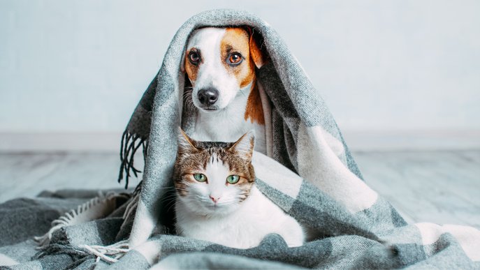 Bild zeigt einen Hund und eine Katze, die unter einer Wolldecke stecken 