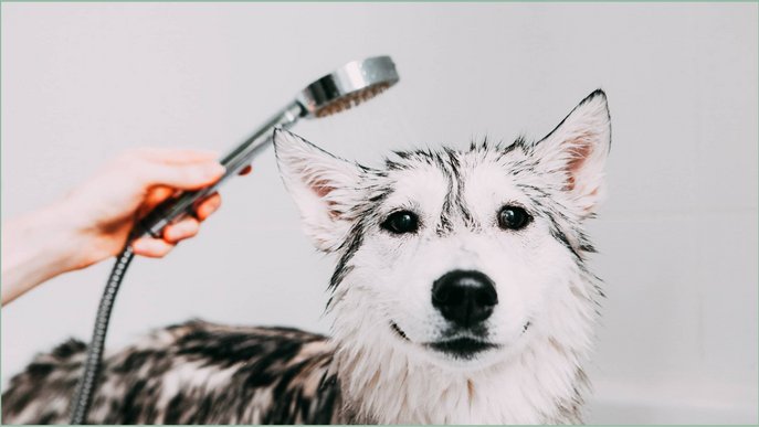 Bild zeigt einen Hund, der in der Badewanne geduscht wird