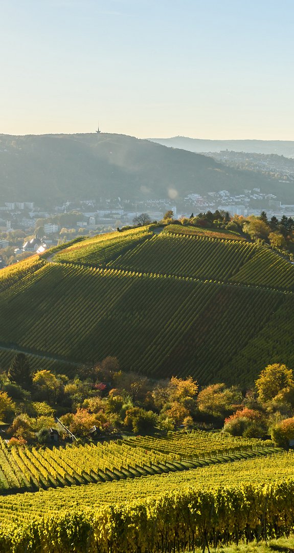 Grüne Hügel und Weinreben vor Stuttgarter Skyline, Symbol für umweltfreundliche Stadtentwicklung mit Ökostrom Stuttgart.