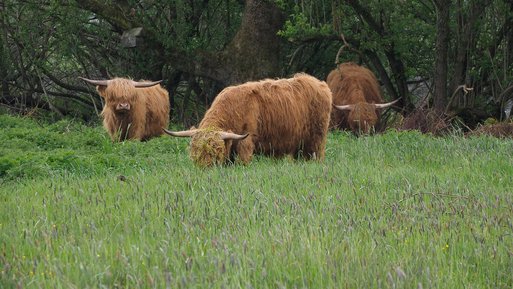 Drei Hochlandrinder weiden auf einer grünen Wiese vor einem Wald, Teil eines Renaturierungsprojekts im Plesser Ried.