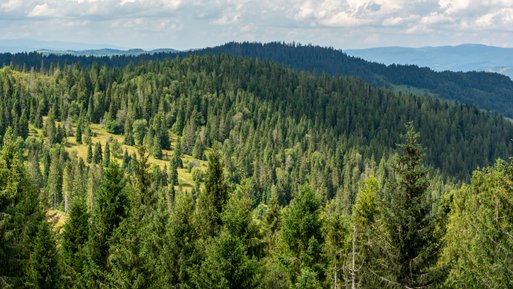 Weite Waldlandschaft mit dichten Tannen. Ausdruck des Umweltengagements durch Bäume pflanzen bei Vertragswechsel zu ENTEGA.