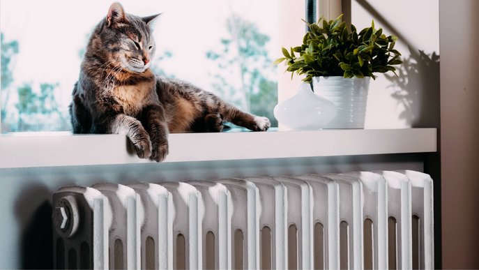 Bild zeigt eine Katze, die auf der Fensterbank über einem Heizkörper liegt: Symbolbild zur Gasversorgung