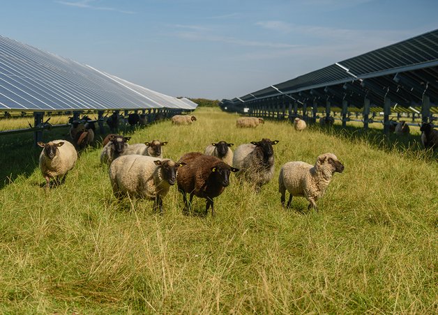 EEG-Umlage: Schafherde auf einer grünen Wiese, Symbol für erneuerbare Energien und Natur.