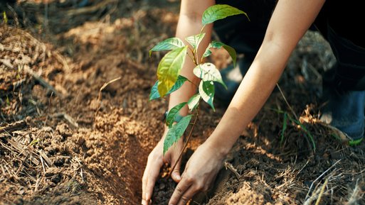 Hände pflanzen einen jungen Baum in die Erde. Symbol für die ENTEGA Baumpflanzgarantie und Beitrag zum Klimaschutz durch Mobilfunkverträge.