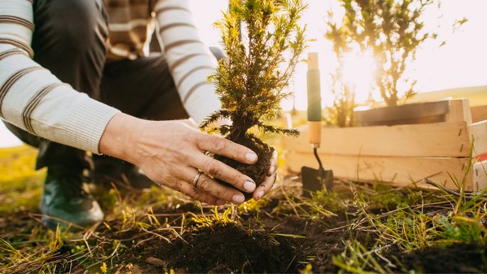 Bild zeigt Hände, die einen Baum pflanzen: Symbolbild für Aufforstung als Kompensationsmaßnahme bei Klimagas