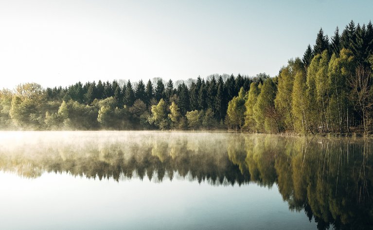 Bäume spiegeln sich im klaren Wasser, umgeben von leichtem Nebel, vermittelt Ruhe und natürliche Schönheit.