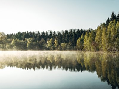 Bäume spiegeln sich im klaren Wasser, umgeben von leichtem Nebel, vermittelt Ruhe und natürliche Schönheit.
