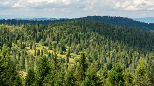Weite Waldlandschaft mit dichten Tannen. Ausdruck des Umweltengagements durch Bäume pflanzen bei Vertragswechsel zu ENTEGA.