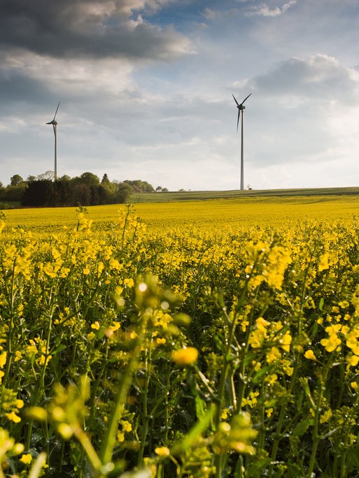 Zwei Windkraftanlagen im Vordergrund eines gelben Blütenfelds. Umgebung betont die nachhaltige Erzeugung von Strom für Privathaushalte