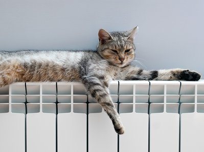 Bild zeigt eine Katze auf einem Heizkörper – es stellt sich die Frage, ob Wärmepumpen mit klassischen Heizkörpern betrieben werden können.