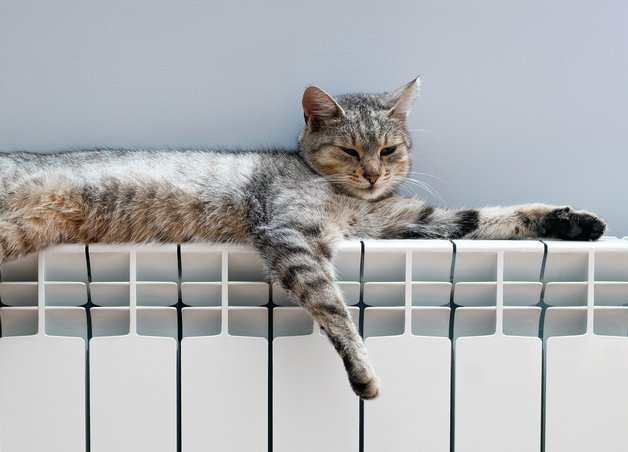 Bild zeigt eine Katze auf einem Heizkörper – es stellt sich die Frage, ob Wärmepumpen mit klassischen Heizkörpern betrieben werden können.