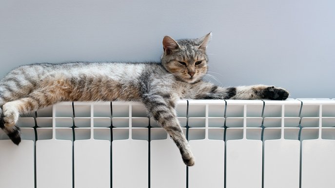 Bild zeigt eine Katze auf einem Heizkörper – es stellt sich die Frage, ob Wärmepumpen mit klassischen Heizkörpern betrieben werden können.