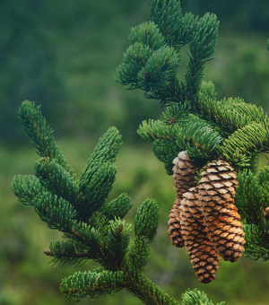 Baumpflanzgarantie: Ein Baum für jeden Vertrag.